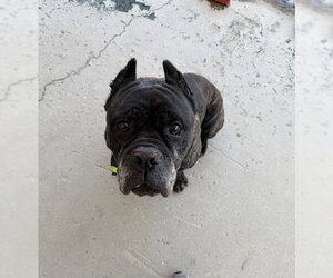 Mastiff Dogs for adoption in Bakersfield, CA, USA
