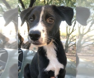 Border Collie Dogs for adoption in Tucson, AZ, USA