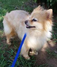 Pomeranian Dogs for adoption in Altus, OK, USA