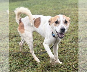 Mutt Dogs for adoption in Virginia Beach, VA, USA