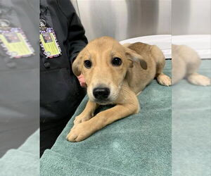 Siberian Husky Dogs for adoption in Fairbanks, AK, USA