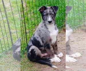 Australian Shepherd Dogs for adoption in Scottsboro, AL, USA