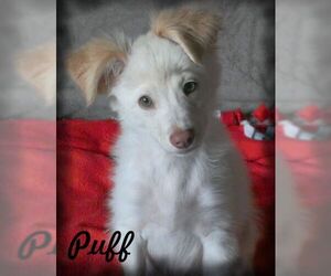 Dameranian Dogs for adoption in Anaheim Hills, CA, USA