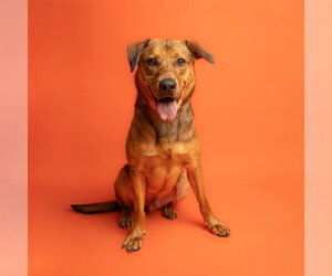 Labrador Retriever-Unknown Mix Dogs for adoption in Rowlett, TX, USA