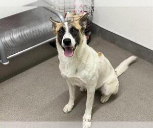 German Shepherd Dog-Unknown Mix Dogs for adoption in HESPERIA, CA, USA