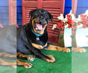 Rottweiler Dogs for adoption in Longview, TX, USA