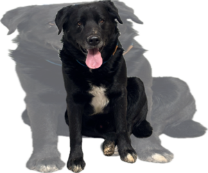 Mutt Dogs for adoption in Las Vegas, NM, USA