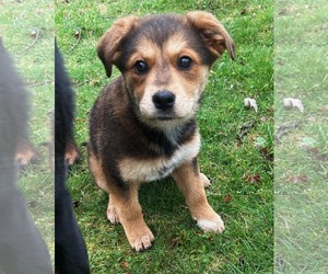 German Shepherd Dog-Unknown Mix Dogs for adoption in FAIRLAWN, OH, USA