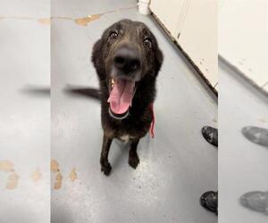 German Shepherd Dog Dogs for adoption in Peoria, IL, USA
