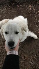 Golden Pyrenees Dogs for adoption in Rosenberg, TX, USA