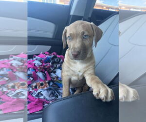 Golden Labrador Dogs for adoption in Ball Ground, GA, USA