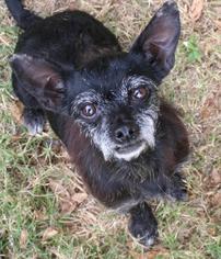 Chihuahua-Unknown Mix Dogs for adoption in Sugar Land, TX, USA