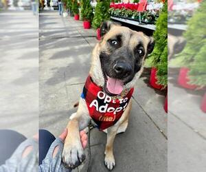 German Shepherd Dog-Unknown Mix Dogs for adoption in Redwood City, CA, USA