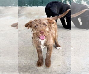 Australian Terrier-Unknown Mix Dogs for adoption in Green Forest, AR, USA