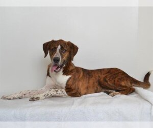 American Pit Bull Terrier-Plott Hound Mix Dogs for adoption in Oroville, CA, USA