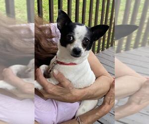 Chihuahua Dogs for adoption in Pottstown, PA, USA