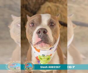 Staffordshire Bull Terrier-Unknown Mix Dogs for adoption in Mobile, AL, USA