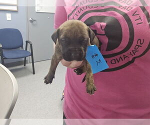 Bullboxer Pit Dogs for adoption in Evansville, IN, USA