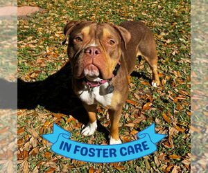 American Staffordshire Terrier-Unknown Mix Dogs for adoption in Tallahassee, FL, USA