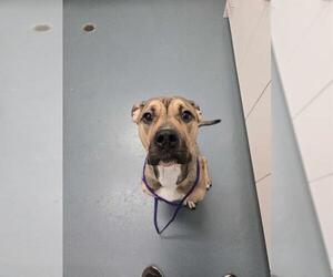 Boxer-German Shepherd Dog Mix Dogs for adoption in London, Ontario, Canada