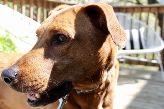 Redbone Coonhound-Unknown Mix Dogs for adoption in Northville, MI, USA