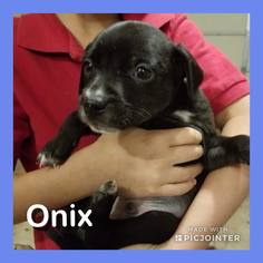 Mutt Dogs for adoption in Lawton, OK, USA