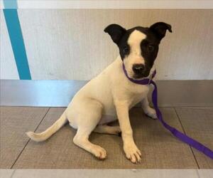 Labrador Retriever-Unknown Mix Dogs for adoption in Rancho Cucamonga, CA, USA