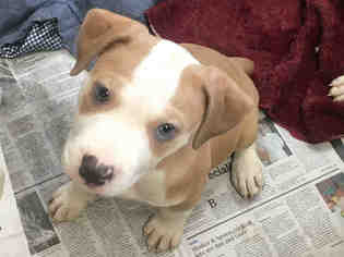 Medium Photo #1 American Staffordshire Terrier Puppy For Sale in Raleigh, NC, USA