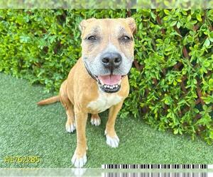 American Pit Bull Terrier-Unknown Mix Dogs for adoption in West Palm Beach, FL, USA