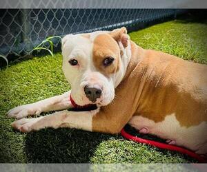 Mutt Dogs for adoption in Orlando, FL, USA