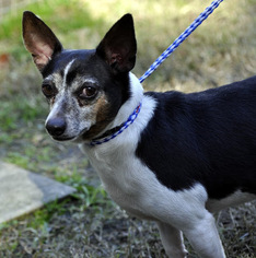 Chihuahua-Unknown Mix Dogs for adoption in Siler City, NC, USA