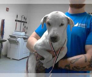 Labrador Retriever-Unknown Mix Dogs for adoption in Fayetteville, NC, USA