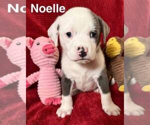 Australian Shepherd-Unknown Mix Dogs for adoption in Aurora, IN, USA