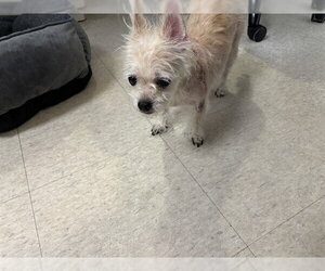 Maltese-Unknown Mix Dogs for adoption in Plano, TX, USA