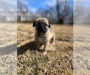Anatolian Shepherd-Unknown Mix Dogs for adoption in OKLAHOMA CITY, OK, USA