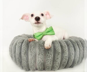 Chihuahua-Unknown Mix Dogs for adoption in Phoenix, AZ, USA