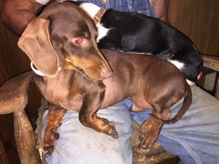 Dachshund Dogs for adoption in Waldron, AR, USA