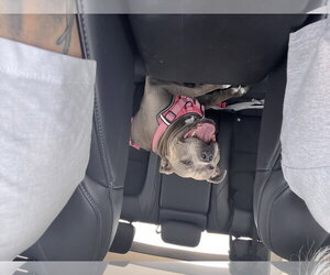 American Pit Bull Terrier-Unknown Mix Dogs for adoption in McKinney, TX, USA
