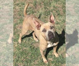 American Pit Bull Terrier-Unknown Mix Dogs for adoption in Riverside, CA, USA