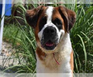 Saint Bernard Dogs for adoption in Aurora, CO, USA