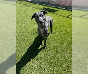 Catahoula Leopard Dog Dogs for adoption in Downey, CA, USA