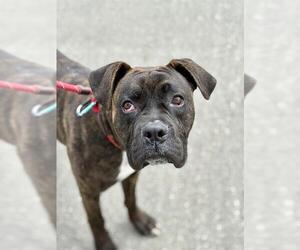 Bullboxer Pit Dogs for adoption in Camarillo, CA, USA