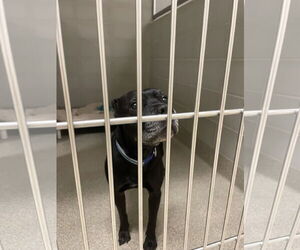 Labrador Retriever-Unknown Mix Dogs for adoption in Virginia Beach, VA, USA