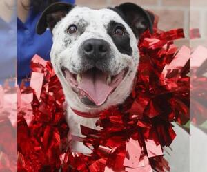 American Staffordshire Terrier-Unknown Mix Dogs for adoption in San Antonio, TX, USA