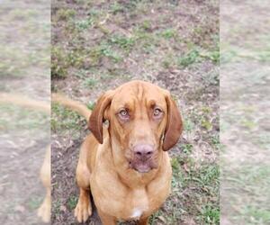 Bloodhound-Unknown Mix Dogs for adoption in CRESCENT CITY, FL, USA
