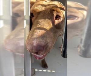 American Pit Bull Terrier Dogs for adoption in Houston, TX, USA