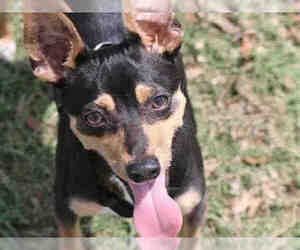 Chipin Dogs for adoption in Sugar Land, TX, USA