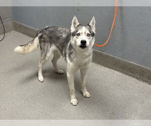 Huskies -Unknown Mix Dogs for adoption in Las Vegas, NV, USA