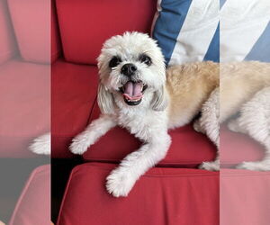 Shih Tzu-Unknown Mix Dogs for adoption in Valrico, FL, USA