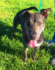 Catahoula Leopard Dog Dogs for adoption in Rohnert Park, CA, USA